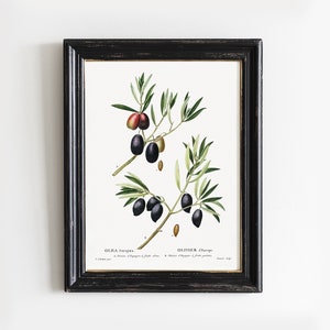 Olive Print, Olive Painting, Olea Europaea, Antique Illustration, Farmhouse Decor # V18
