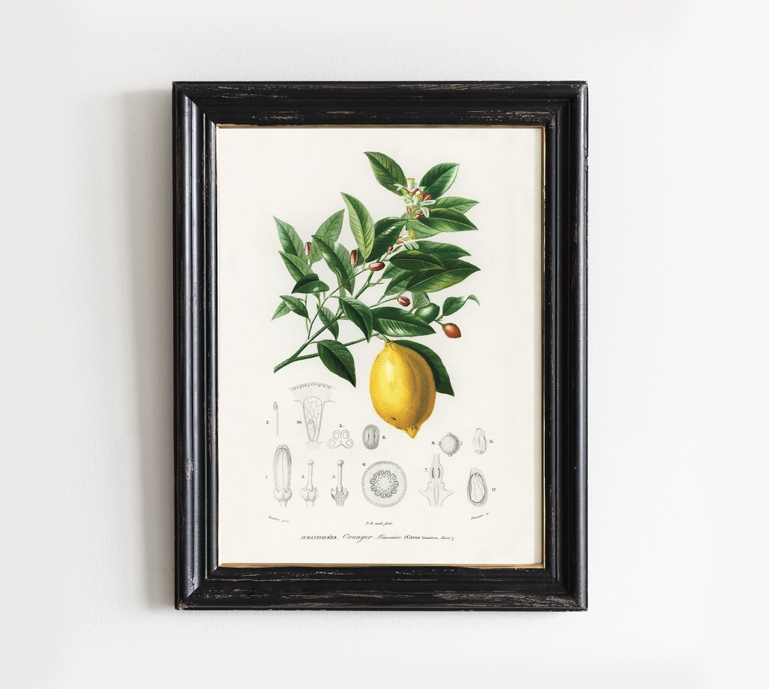 Vintage Lemon Botanical Print: Farmhouse Kitchen Decor # V51 - Etsy