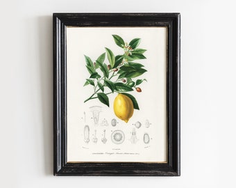 Lemon Print, Lemon Painting, Vintage Print, Kitchen Decor, Botanical Poster, Farmhouse Painting # V51