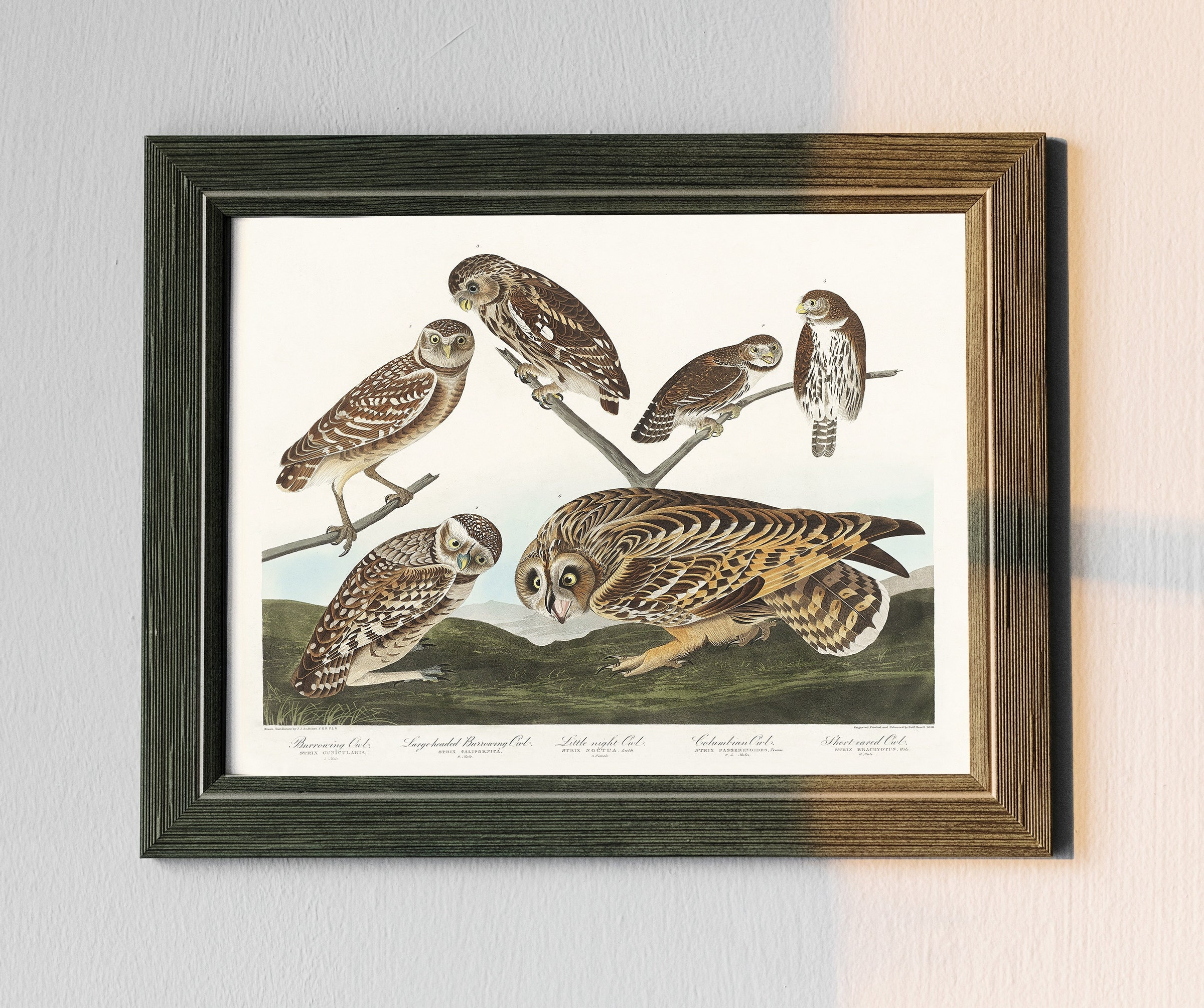 Burrowing Owl Print: Vintage Birds of America Art # V44
