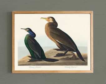 Vintage Cormorant Bird Art Print: Farmhouse Decor # V35