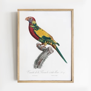 Parrot Print, Rainbow Parrot, Tropical Bird Print, Natural History Art, Mailed Print # V110