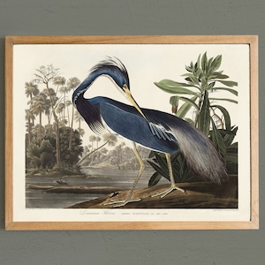 Louisiana Heron Print, Heron Painting, Bird Print, Vintage Bird Poster, Farmhouse Decor # V42