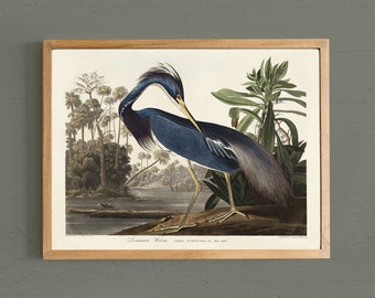 Louisiana Heron Print: Vintage Bird Poster, Farmhouse Wall Art # V42