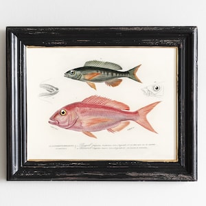 Pagel Fish Print, Pandora Print, Fish Vintage Poster, Fisherman Gift, Coastal Decor # V120