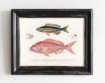 Vintage Fish Print: Pagel & Pandora, Coastal Decor # V120