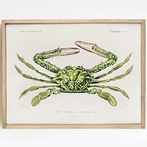 Crab Print, Portunus Crab, Sea Life Poster, Kitchen Decor, Nature Print # V112