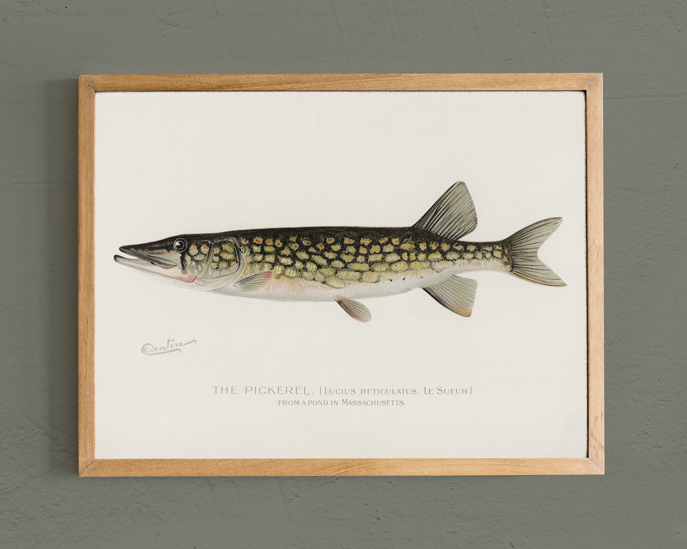 Pickerel Print Pickerel Painting Fish Vintage Print Man Etsy