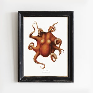 Octopus Print, Octopus Painting, Kraken Vintage Art, See Animal Art, Sea Poster, Mailed Print # V124