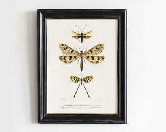 Vintage Dragonfly Art Print: Insect Nursery Wall Decor # V121
