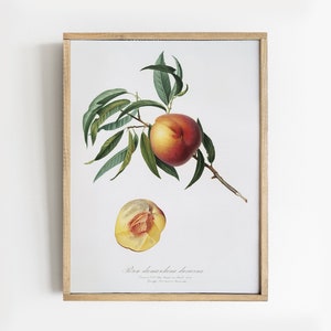 May include: A framed botanical illustration of a peach branch with two peaches. The peach on the branch is red and yellow, while the peach on the ground is cut open, revealing the yellow flesh. The illustration is titled "Prunus persica var. persica".