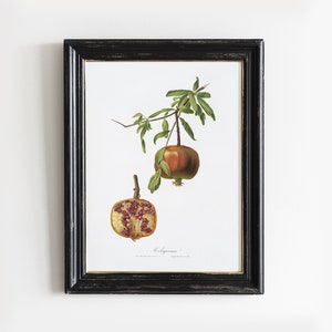 Pomegranate Painting, Pomegranate Print, Antique Fruits Print, Farmhouse Decor, Botanical Illustration # V16