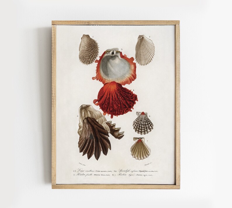 Seashells Illustration, Mollusks Print, Coastal Wall Decor # V122 - Etsy