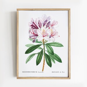 Rhododendron Print, Botanical Print, Rhododendron Painting, Farmhouse Art # V72