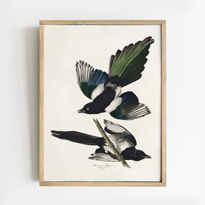 Magpie Print, Magpie Painting, Bird Vintage Print, Farmhouse Decor, Vintage Poster # V67