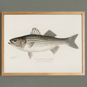 Striped Bass Fish Print: Beach House Decor, Fisherman Gift # V86