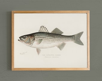 Striped Bass Fish Print: Beach House Decor, Fisherman Gift # V86