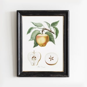 May include: A framed botanical illustration of a yellow apple with green leaves. The apple is shown whole and in two cross-sections. The text "Melo Carola" is printed below the image.