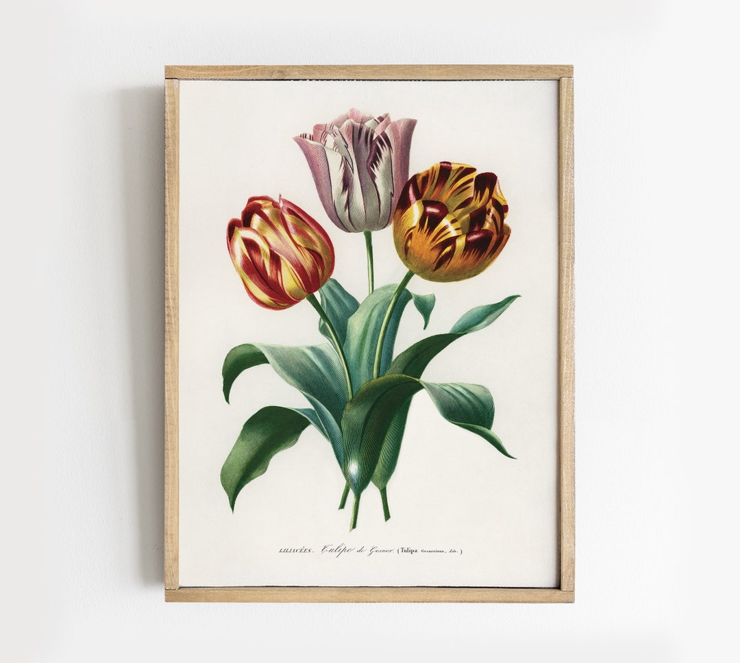 Tulip Vintage Botanical Art Print: Farmhouse Wall Decor # V123 - Etsy