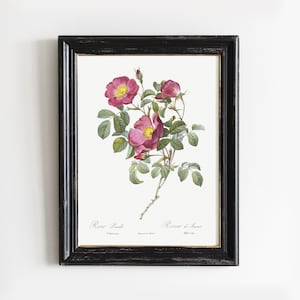 Rose Flower, Rose Print, Vintage Flower Painting, Floral Decor, Botanical Painting # V28