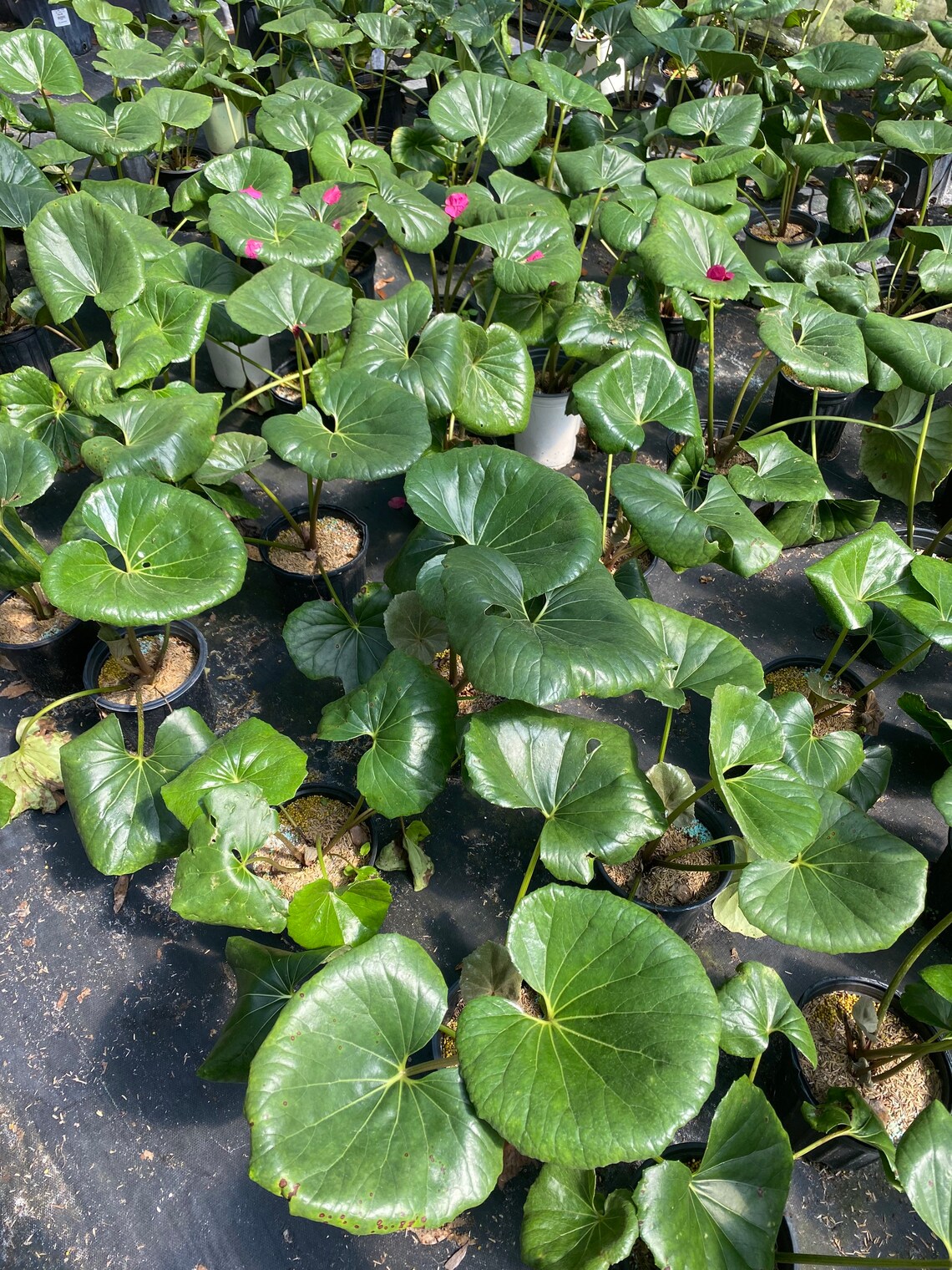 Tractor Seat Plant Brings Color to Fall Winter Landscapes Etsy