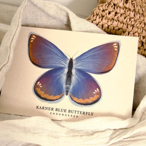 K&ouml;nnte beinhalten: Eine rechteckige Karte mit einer detaillierten Illustration eines Karner-Bl&auml;uling-Schmetterlings. Der Schmetterling hat blaue Fl&uuml;gel mit braunen und orangefarbenen Akzenten. Der Text "KARNER BLUE BUTTERFLY ENDANGERED" ist darunter gedruckt.