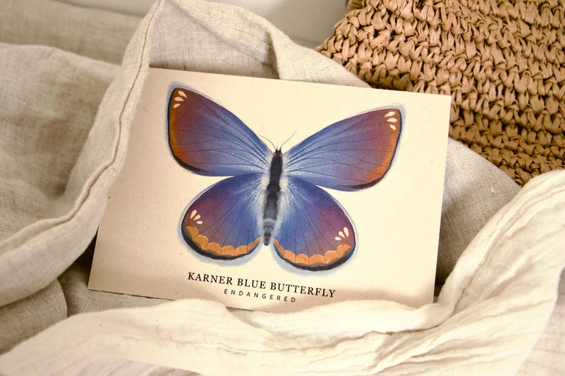 K&ouml;nnte beinhalten: Eine rechteckige Karte mit einer detaillierten Illustration eines Karner-Bl&auml;uling-Schmetterlings. Der Schmetterling hat blaue Fl&uuml;gel mit braunen und orangefarbenen Akzenten. Der Text "KARNER BLUE BUTTERFLY ENDANGERED" ist darunter gedruckt.