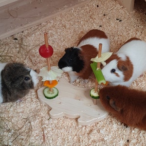 Könnte beinhalten: Vier Meerschweinchen fressen von einem Holzspielzeug mit verschiedenen Gemüse und Obst auf Spießchen. Das Spielzeug ist in Form eines Schweins und hat ein braunes, weißes und schwarzes Meerschweinchen, das davon frisst.