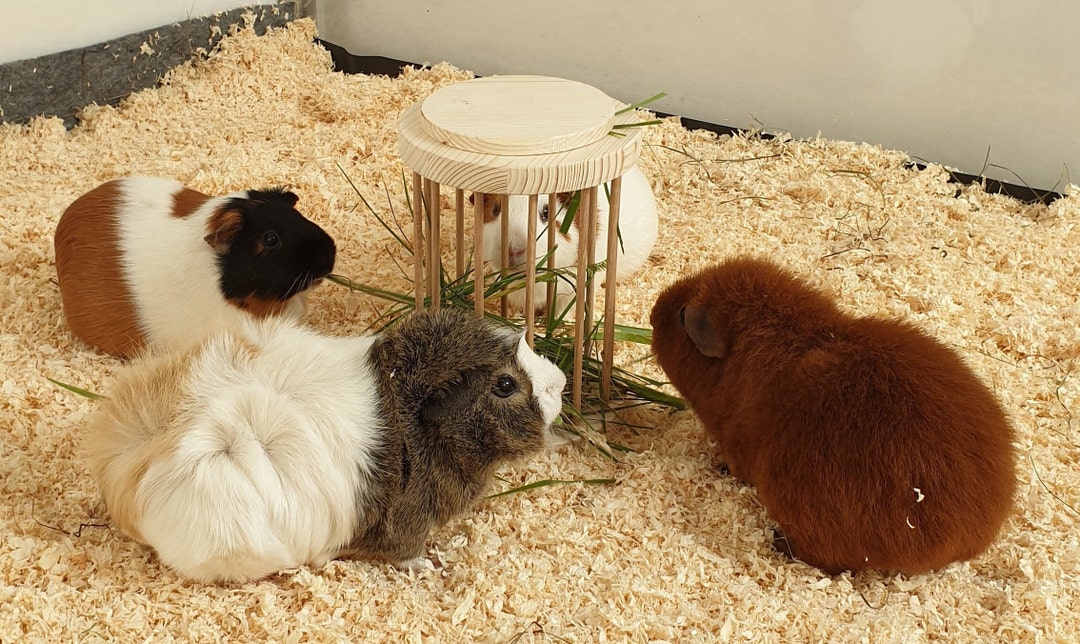 Curated visual reference: Visual Reference: Round Hay Rack For Guinea Pigs Made Of Wood 80005