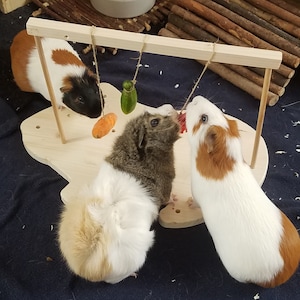 Könnte beinhalten: Drei Meerschweinchen spielen mit einem Holzspielzeug. Das Spielzeug hat einen Holzrahmen mit daran befestigten Schnüren. An den Schnüren hängen eine Karotte, eine Gurke und ein rotes Spielzeug. Die Meerschweinchen sind weiß, braun und schwarz.