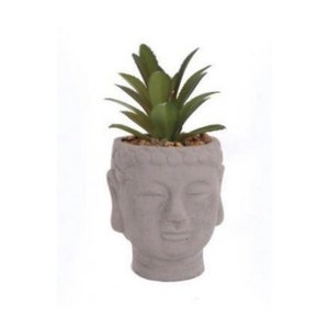 Buddha Kopf Sukkulente