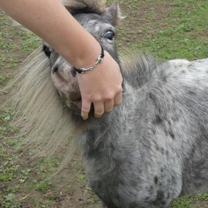 May include: A person's hand is gently touching the face of a grey and white miniature horse. The horse has a long, flowing mane and a curious expression.