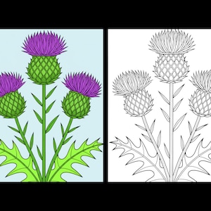 May include: A side-by-side illustration of a thistle plant. The left panel shows the plant with purple flower heads, green spiky bracts, and bright green serrated leaves against a light blue background. The right panel is a black and white line art.
