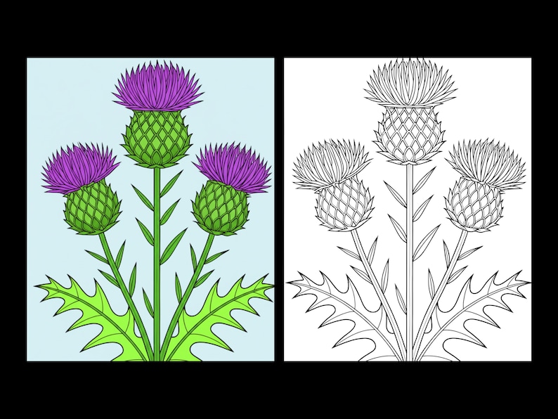 May include: A side-by-side illustration of a thistle plant. The left panel shows the plant with purple flower heads, green spiky bracts, and bright green serrated leaves against a light blue background. The right panel is a black and white line art.