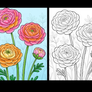 May include: A split-view illustration featuring a colorful rendering of three blooming ranunculus flowers and one bud on the left, and a corresponding black and white line art version on the right, both set against a light blue background.