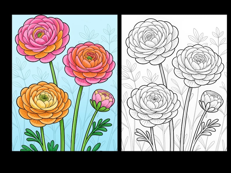 May include: A split-view illustration featuring a colorful rendering of three blooming ranunculus flowers and one bud on the left, and a corresponding black and white line art version on the right, both set against a light blue background.
