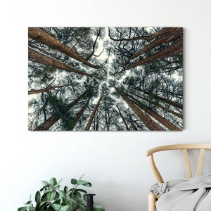 May include: A low angle view of a forest with tall trees reaching up towards the sky. The trees have dark green leaves and brown bark. The sky is a light blue color.