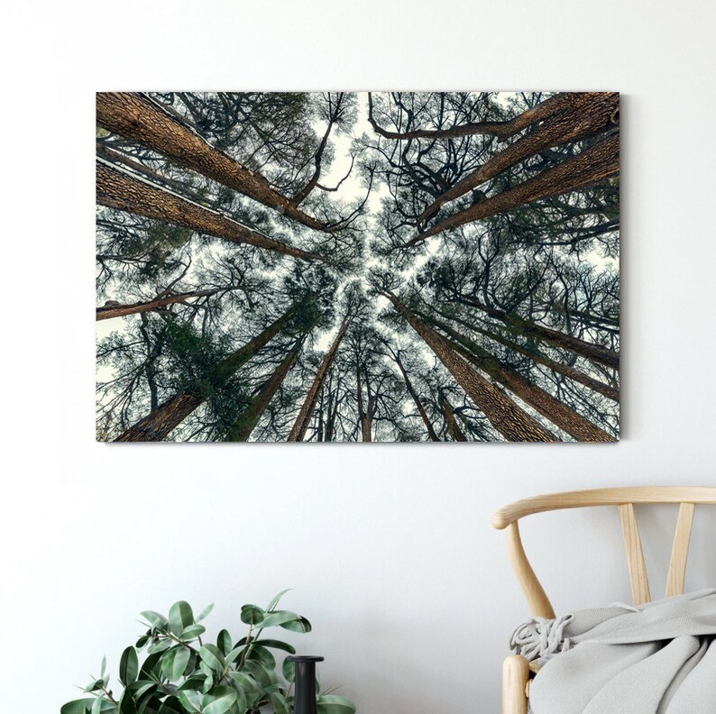 May include: A low angle view of a forest with tall trees reaching up towards the sky. The trees have dark green leaves and brown bark. The sky is a light blue color.