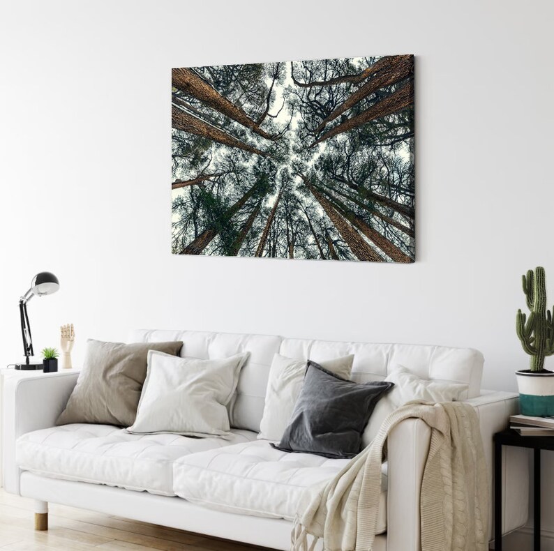 May include: A low angle view of a forest canopy, looking up at the tall tree trunks reaching towards the sky. The trees are a dark green color, and the sky is a light blue.