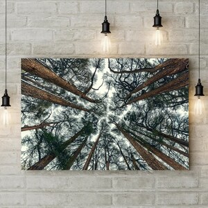 May include: A low angle view looking up at a forest of tall trees with brown bark and green leaves. The trees are reaching up towards a bright white sky.