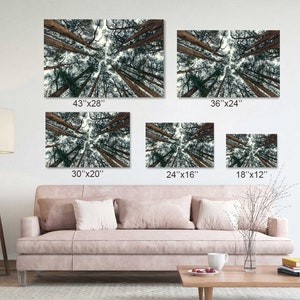 May include: Five different sizes of a photograph of a forest scene. The photo is taken from a low angle looking up at the trees. The trees are tall and slender with green leaves and brown trunks. The sky is visible through the trees. The sizes of the photos are 43 inches by 28 inches, 36 inches by 24 inches, 30 inches by 20 inches, 24 inches by 16 inches, and 18 inches by 12 inches.