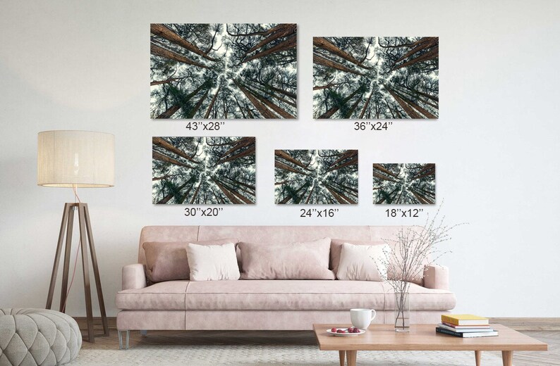 May include: Five different sizes of a photograph of a forest scene. The photo is taken from a low angle looking up at the trees. The trees are tall and slender with green leaves and brown trunks. The sky is visible through the trees. The sizes of the photos are 43 inches by 28 inches, 36 inches by 24 inches, 30 inches by 20 inches, 24 inches by 16 inches, and 18 inches by 12 inches.