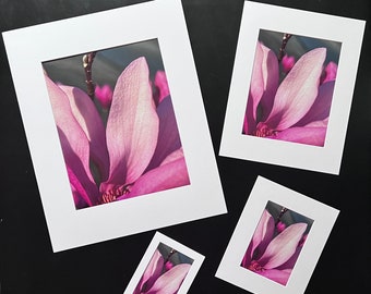 Tulip Tree Blossom