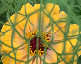 Latticed Blossom