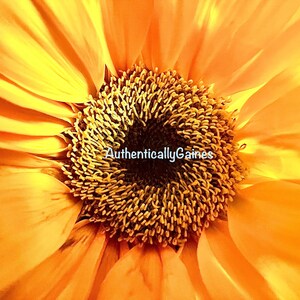 May include: Close-up of a bright yellow sunflower with a dark brown center. The petals are soft and delicate, and the center is filled with tiny seeds.
