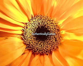 Helianthus