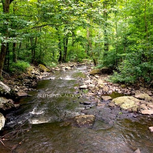 May include: A scenic view of a flowing river winding through a lush green forest. The water is dark and reflects the surrounding trees and foliage. The text "AUTHENTICALLY GAINS" is visible in the image.