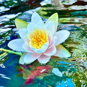Pond Lily