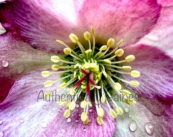 Lenten Rose