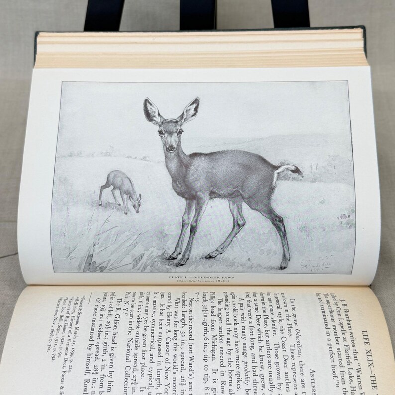 Vintage Black Leather Decorative Book Neutral Shelf Decor Moody Library Styling image 11